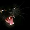 _blackcat_130