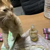 shnurdyak