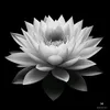 nguyn.anh.phi4