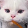 catxhooman