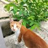 kucing.oyen001