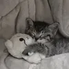 dybil_74