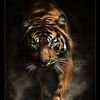 tigerroar77