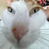 xlopchikbel