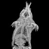 monotremes