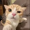 _lthuann