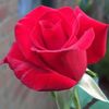 alreem_62