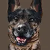 maia_.and.pufi_the_.k9s
