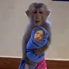 trngthxnhi
