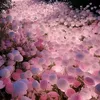 hiba_elite