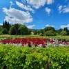 mosel377