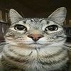 puzotris_8