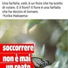 rosagallo332