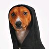 Very Funny Animals