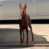 rexthedoberman2