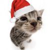 0fficially_angeline