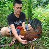 accung696