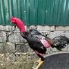 tiplh7