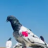 ✅🦅كراج_حويدر🦅✅