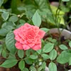 rosebelleagarcia