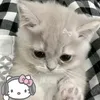 ur_favpolish