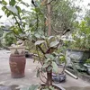 nguyn.xun390