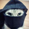 bintavers_nizar544