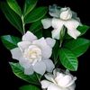 user2730610035484