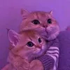 aniolekess