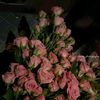 userflower116