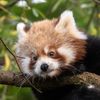 redpandaontheloose