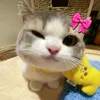 ami_na6551