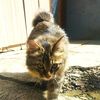 simozza_ekor_bundel19