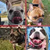frenchies_sp.av.du.ja