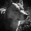 katthedogmom3