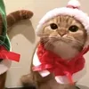 meowski1z
