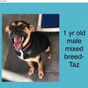 savealifedogsindanger