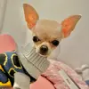 kikoochihuahua