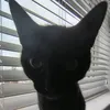 beans_on_cheese
