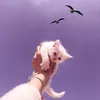 put_a_cat_in_a_box