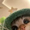 _cotton.sweets_