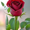 user4087106105079