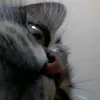melonhuszonnegy