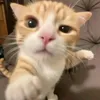 meoww_uuw