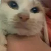 _nqnha_