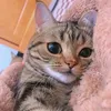naimalahlou6