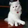 daunkatoe