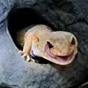spider_geckos