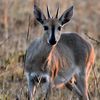 xtremesafariafricatourin