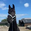 paarden0781